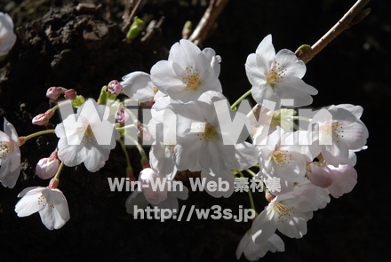 桜の写真素材 W-022098