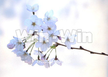 桜の写真素材 W-022096