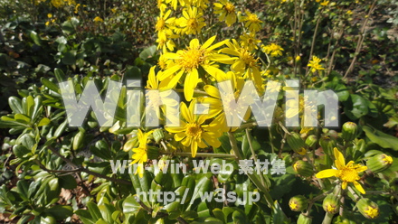 野花の写真素材 W-022595