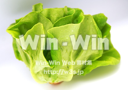 サラダ菜の写真素材 W-022379
