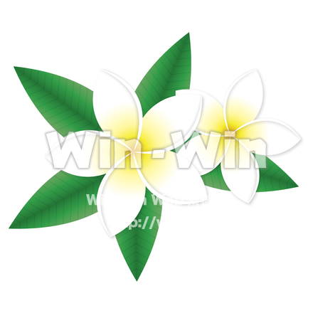 プルメリアの花のCG・イラスト素材 W-023107