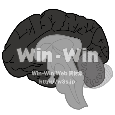 脳みその断面図のシルエット素材 W-025898