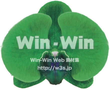 胡蝶蘭の花ボタンの写真素材 W-024921