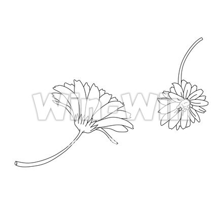 花の線画 ガーベラ デイジー W の無料cg イラスト素材