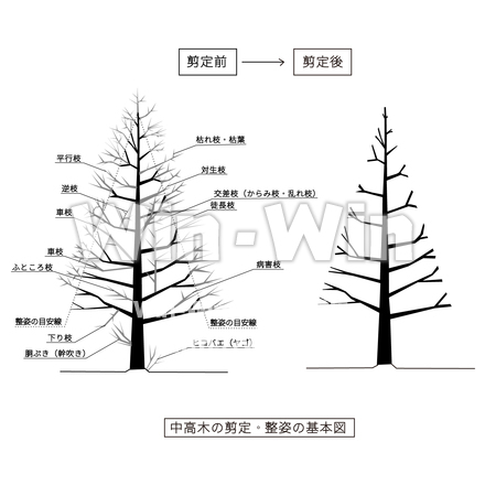 中高木の剪定・整姿の基本図（剪定前→剪定後）のシルエット素材 W-026508