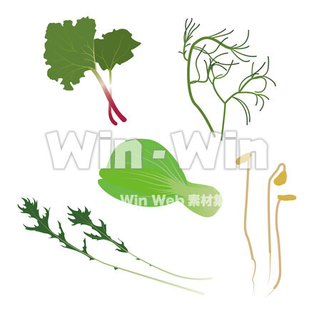 野菜（もやし チンゲンサイ みずな　おかひじき　ルバーブ）のCG・イラスト素材 W-026352