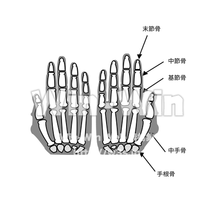 手のひら　骨構造のシルエット素材 W-027661