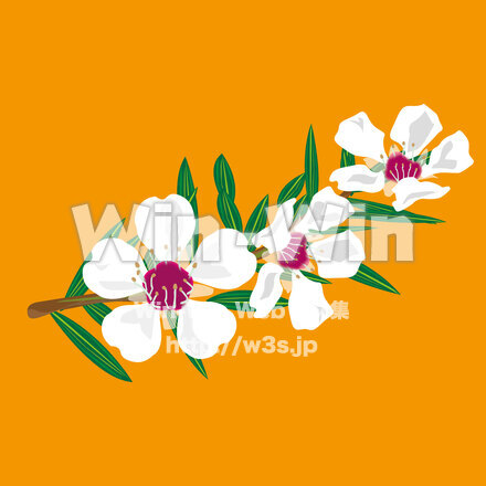 マヌカの花のCG・イラスト素材 W-028683
