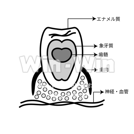 歯の構造です。のシルエット素材 W-028470