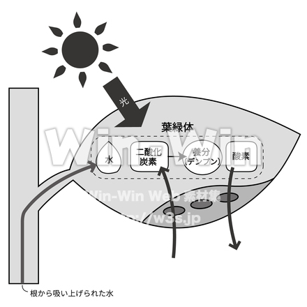 光合成の説明図のCG・イラスト素材 W-030458