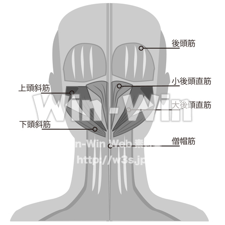 後頭部筋肉のCG・イラスト素材 W-030165