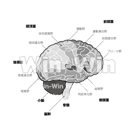 脳の機能のCG・イラスト素材 W-030244