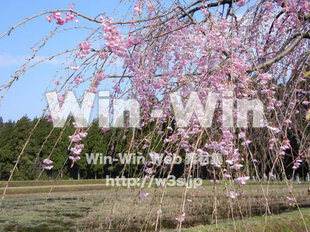 桜の写真素材 W-001588