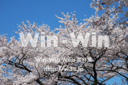 桜の写真素材 W-001521