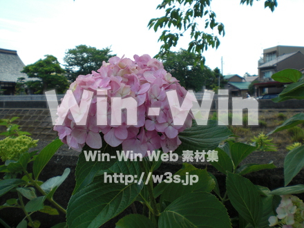 紫陽花の写真素材 W-001695