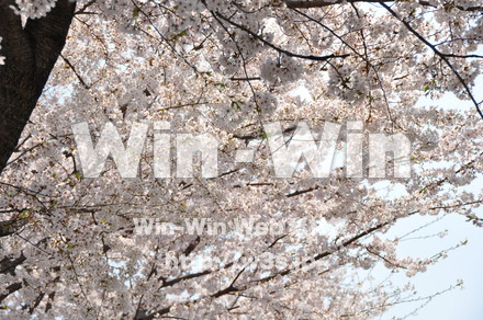 桜の写真素材 W-001483