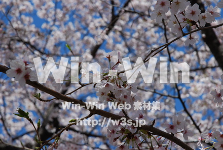 桜の写真素材 W-001518