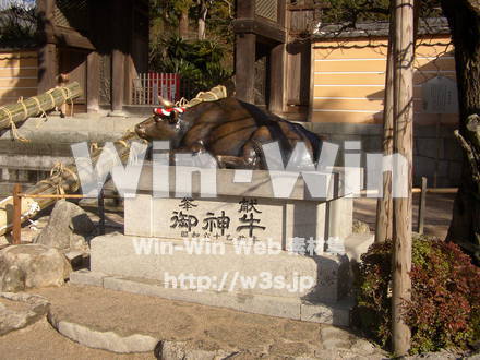 太宰府天満宮の牛の写真素材 W-000251