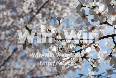 桜の写真素材 W-001509