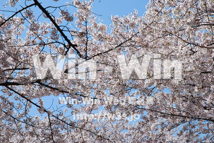 桜の写真素材 W-001517