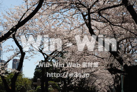 桜の写真素材 W-001499