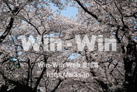 桜の写真素材 W-001488