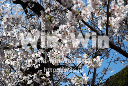 桜の写真素材 W-001506