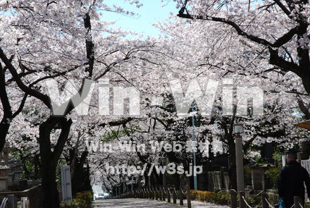 桜の写真素材 W-001516