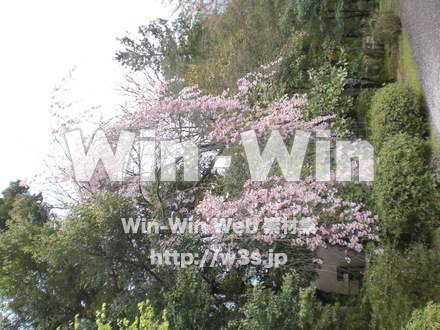 桜の写真素材 W-001576