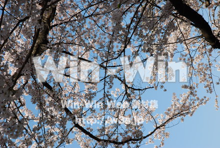 桜の写真素材 W-001512