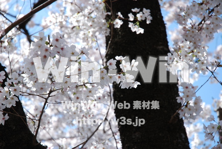 桜の写真素材 W-001493