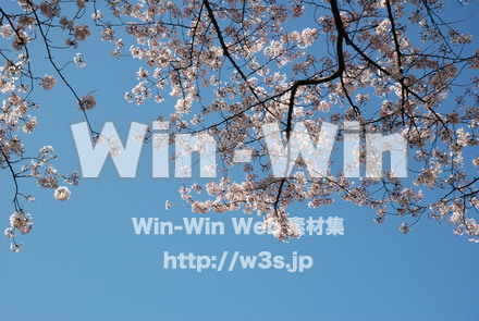 桜の写真素材 W-001498