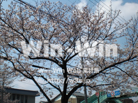 桜の写真素材 W-001570