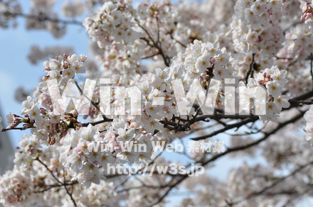 桜の写真素材 W-001458