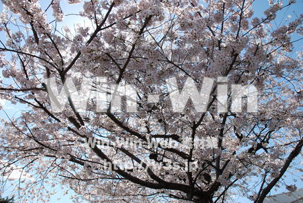 桜の写真素材 W-001486