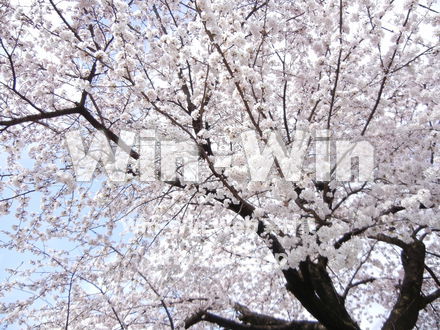 桜の写真素材 W-001605