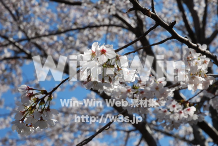 桜の写真素材 W-001508