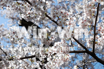 桜の写真素材 W-001505