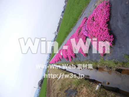 桜の写真素材 W-001584