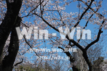 桜の写真素材 W-001502