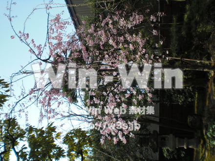 桜の写真素材 W-001564