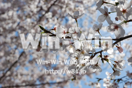 桜の写真素材 W-001510