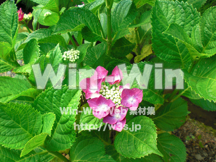 紫陽花の写真素材 W-001722
