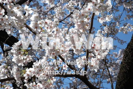 桜の写真素材 W-001503