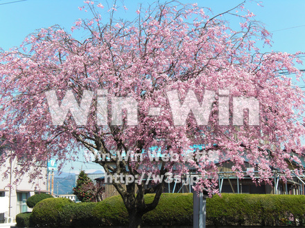 桜の写真素材 W-001571