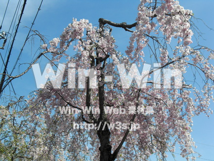 桜の写真素材 W-001577