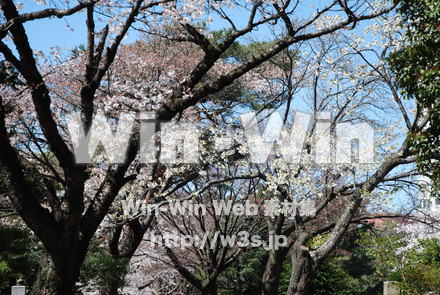 桜の写真素材 W-001492