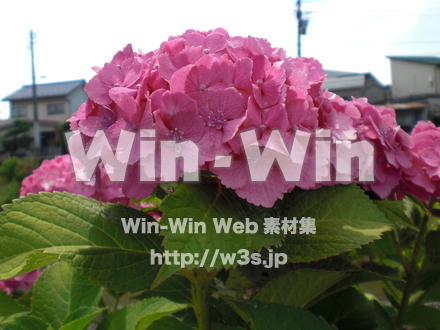 紫陽花の写真素材 W-001694