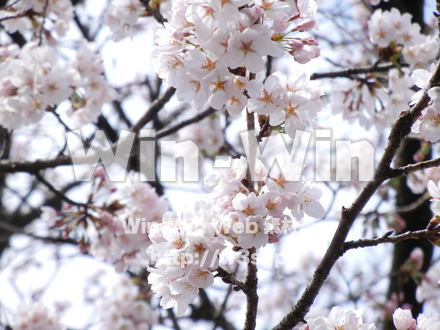 桜の写真素材 W-001607