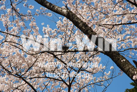 桜の写真素材 W-001513